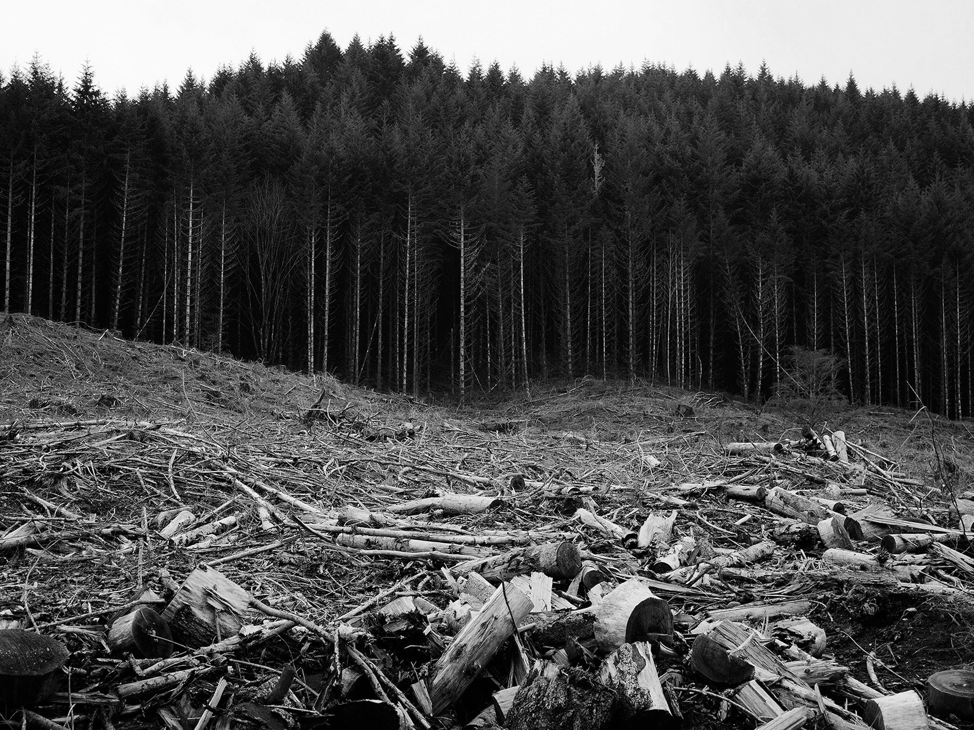 Abgeholzter Wald als Visualisierung für die Folgen von Fast Furniture, gegen die Kiyo mit den modularen Regalsystemen ankämpft