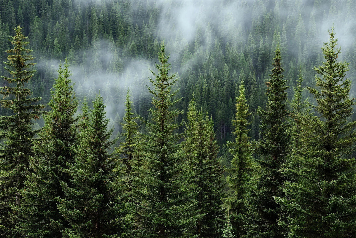 Fichtenwald im Nebel, FSC®-zertifizierte Forstwirtschaft